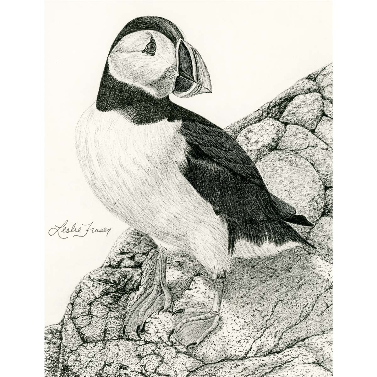 Arctic Puffin Giclée Print