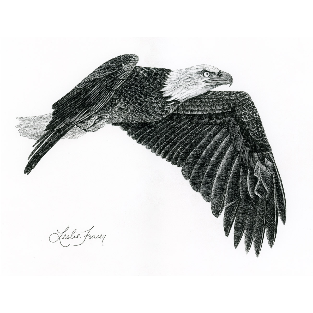 Bald Eagle Giclée Print