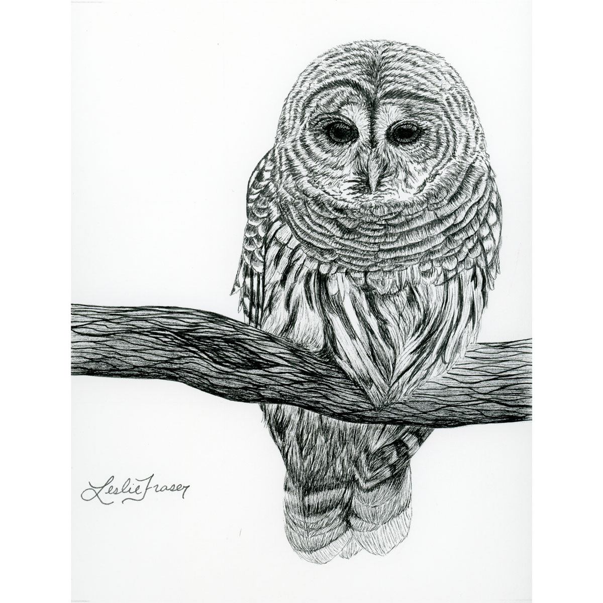 Barred Owl Giclée Print