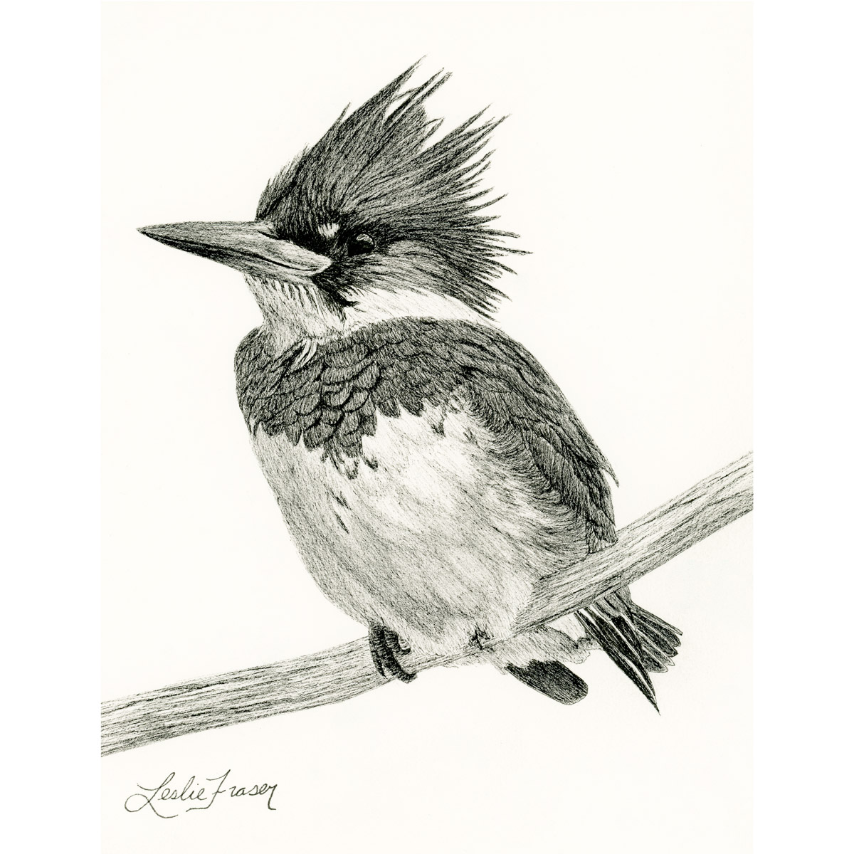 Belted Kingfisher Giclée Print