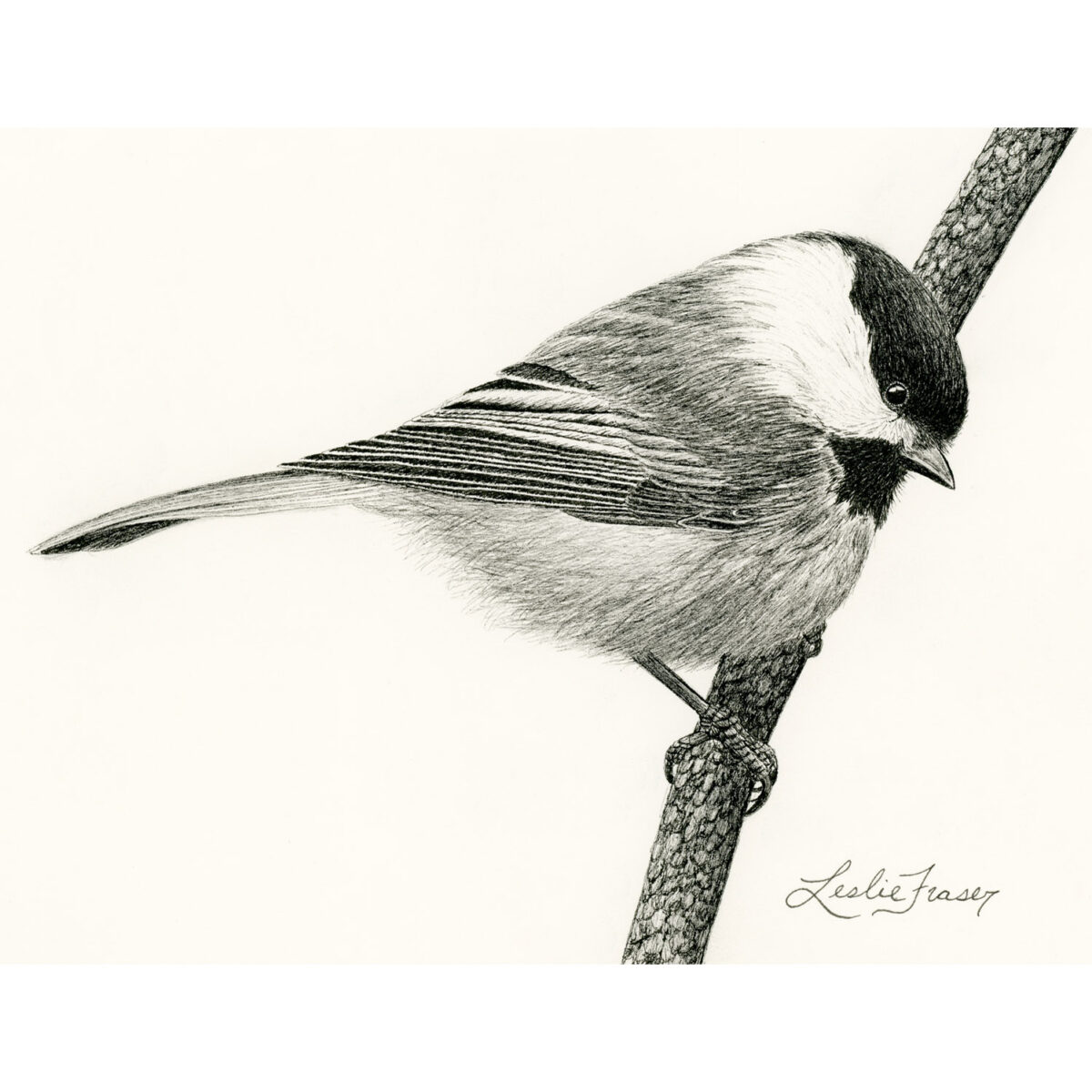 Black-capped Chickadee Giclée Print