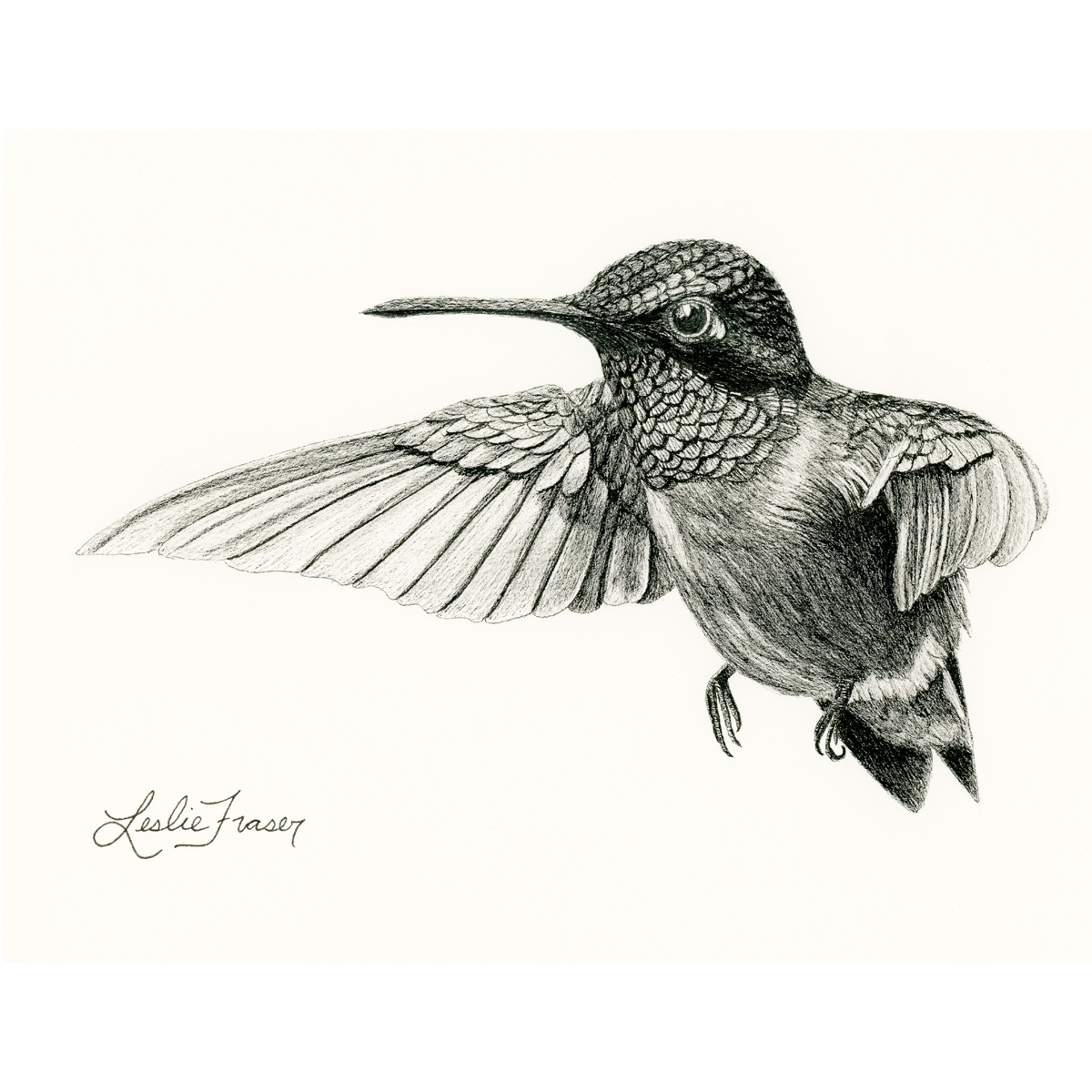 Ruby-throated Hummingbird Giclée Print